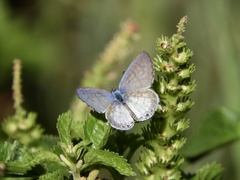 Leptotes cassius cassius