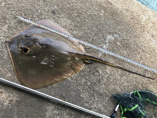 Brown stingray (Hemitrygon akajei) — Dasyatidae — 2