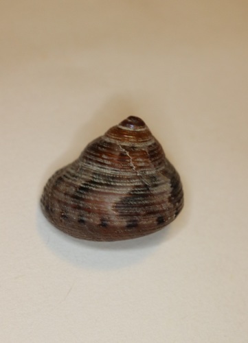 恵比寿貝