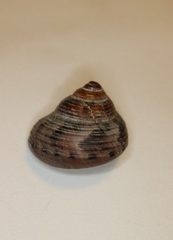 恵比寿貝