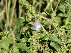 Leptotes cassius cassius
