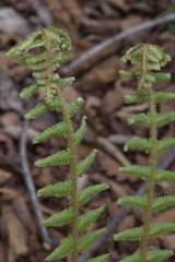 Dryopteris crassirhizoma