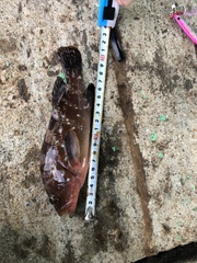 Epinephelus akaara