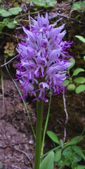 Orchis simia simia