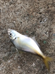 Trachurus japonicus