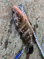 Epinephelus akaara