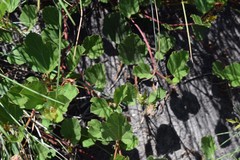 Cienfuegosia drummondii