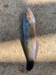 Halichoeres tenuispinis