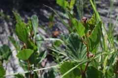 Cienfuegosia drummondii