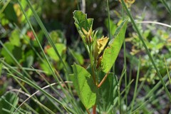 Cienfuegosia drummondii