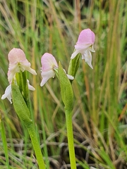 Disperis concinna