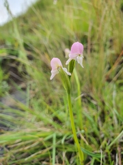 Disperis concinna