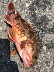 Sebastiscus marmoratus