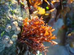 Nothogenia fastigiata