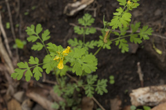 Corydalis speciosa