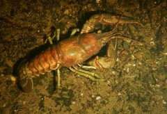 Faxonius rusticus × propinquus