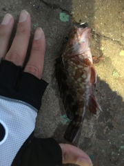 Sebastiscus marmoratus