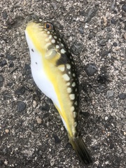 コモンフグ