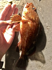 Sebastiscus marmoratus