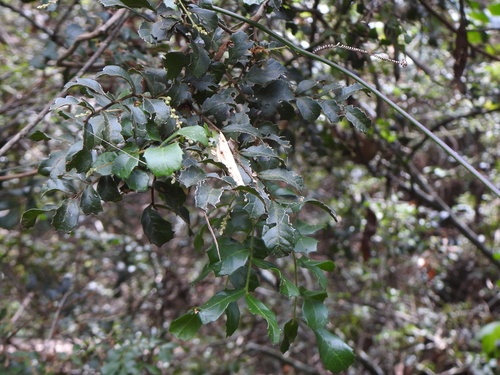 Image of Cupaniopsis shirleyana by (c) Greg Tasney, some rights reserved (CC BY-SA)