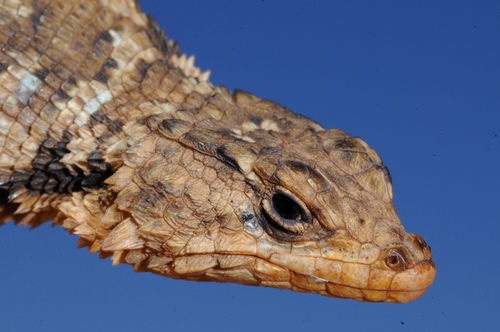Karoo Girdled Lizard, Karusasaurus polyzonus