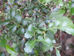Cupaniopsis shirleyana