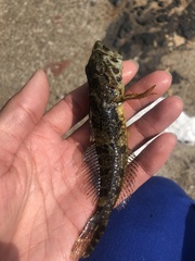 Pseudoblennius percoides