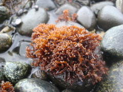 Nothogenia fastigiata