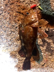 Sebastiscus marmoratus