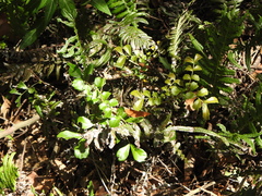 Cupaniopsis shirleyana