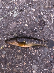 Chaenogobius gulosus