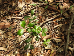 Cupaniopsis shirleyana