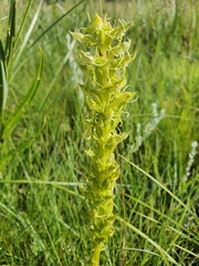 Habenaria lithophila