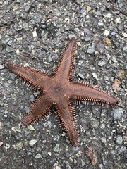 Astropecten polyacanthus