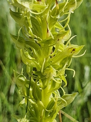 Habenaria lithophila