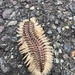 Golden Bristle Worm - Photo (c) りなべる, some rights reserved (CC BY-NC-ND), uploaded by りなべる