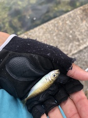 Trachurus japonicus