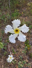 Mandevilla longiflora