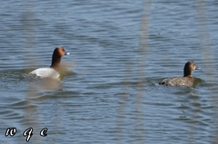 Aythya ferina