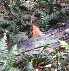 Doleschallia bisaltide australis