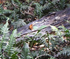 Doleschallia bisaltide australis