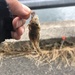 ネズミゴチ
