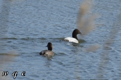 Aythya ferina