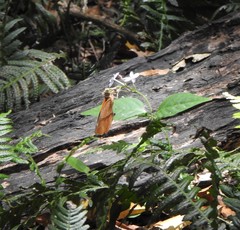 Doleschallia bisaltide australis