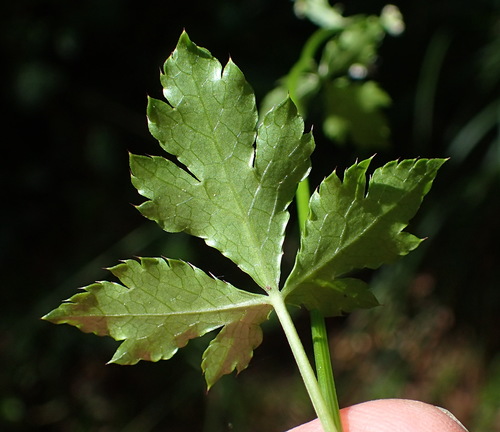 Sanicula elata