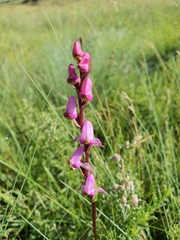 Disperis tysonii