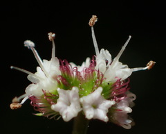 Sanicula elata