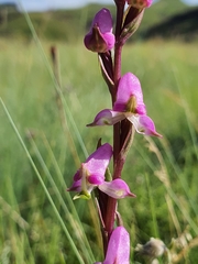 Disperis tysonii