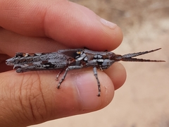 Macrolobalia ocellata