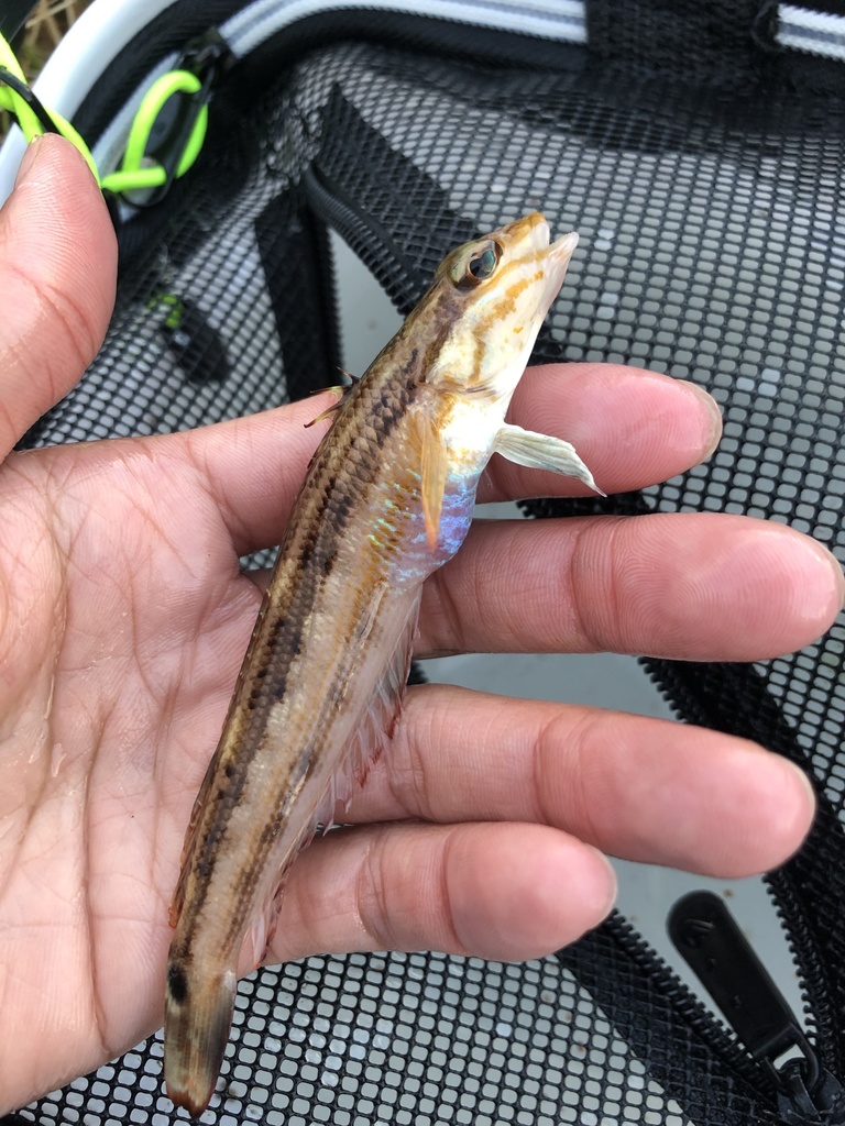 Bluebelly Sandperch